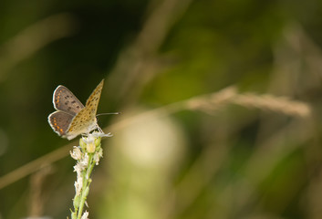 Lycaena tityrus