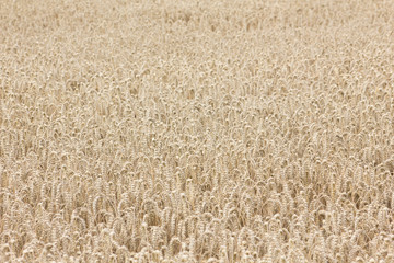 Kornfeld