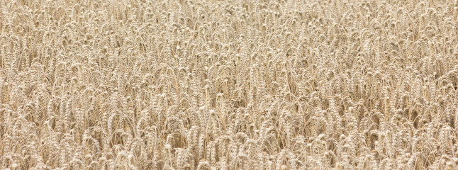 Kornfeld