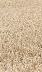 Kornfeld