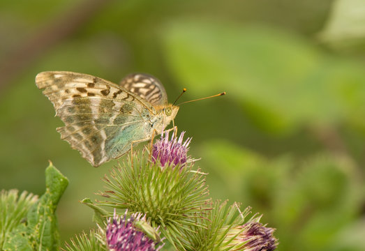 Argynnis paphia