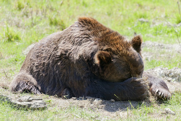 Fototapeta premium Tired brown bear on meadow
