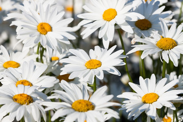 White daisies flower field