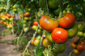 tomato farm