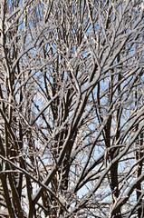 Snowy forest - branches of trees in winter