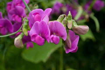 Pink flower