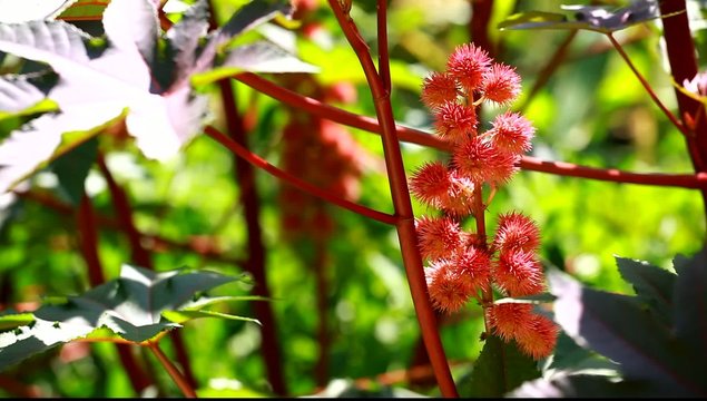 Red Leaf of Castor Oil Plant, Selective Focus