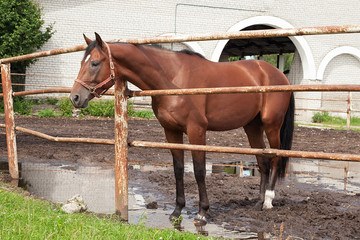 horse in stabling