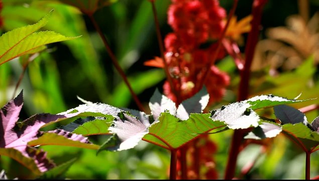 Red Leaf of Castor Oil Plant, Selective Focus
