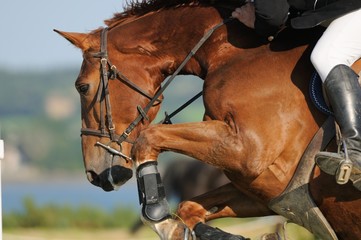 cheval sautant vue de c&ocirc;t&eacute;