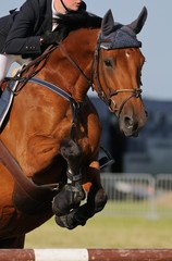 Naklejka premium Cheval sautant un obstacle