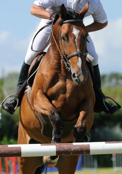 saut d'obstacle et cheval