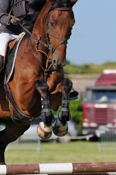 beau cheval sautant un obstacle
