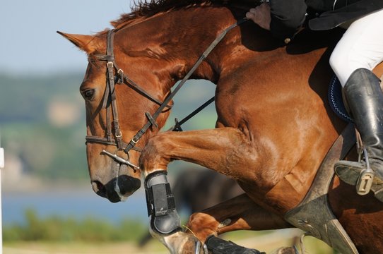 cheval sautant vue de c&ocirc;t&eacute;