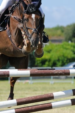 cheval et obstacle
