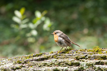 Rotkehlchen