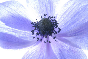 blue hepatica flower