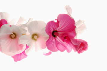 pink and white lavatera flowers