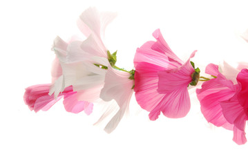 pink and white lavatera flowers