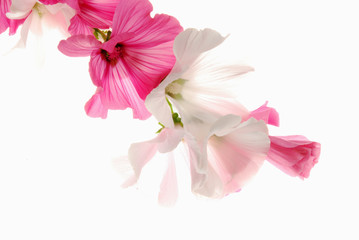 Fototapeta na wymiar pink and white lavatera flowers