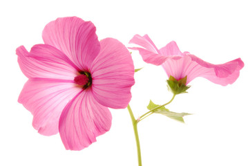 pink lavatera flowers