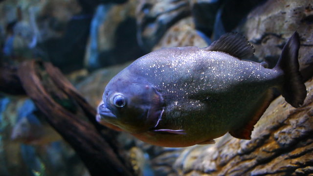 A Red-bellied piranha (Pygocentrus nattereri).