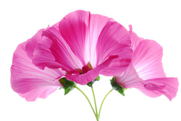 Naklejka premium pink lavatera flowers