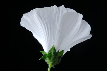 white lavatera flower