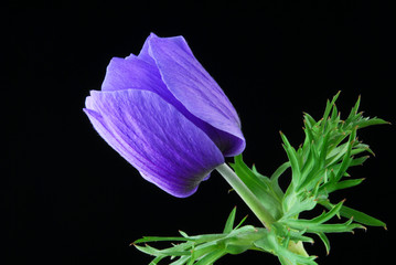 blue hepatica