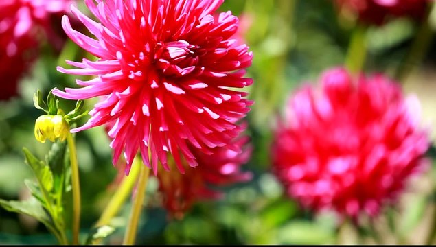 Dahlia flower at morning light in green garden