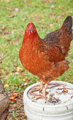 One Red Hen Chicken Standing on Bucket