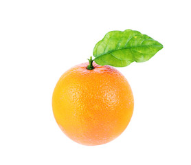 Orange fruit on white background