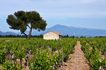 Fototapeta na wymiar Provence's Vineyards