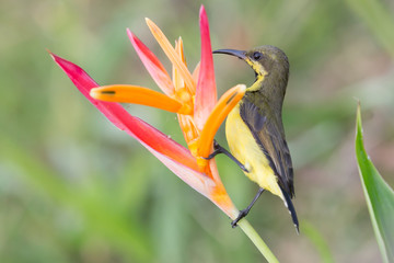 Sunbird