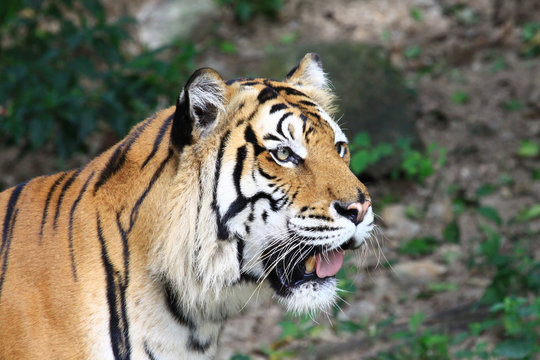 close up of a tiger's face with bare teeth of Bengal Tiger