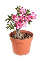 Desert Rose Impala Lily Mock Azalea