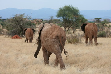 Elephants in Samburu