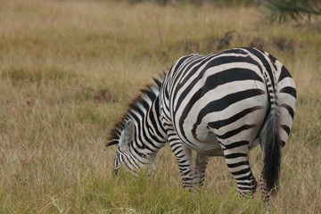 Fototapeta na wymiar Zebra in Amboseli