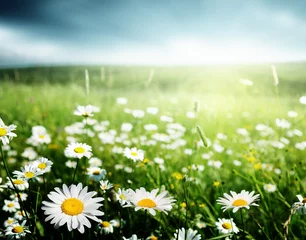 Papier Peint photo Marguerites champ de fleurs de marguerite