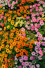 colorful flower texture