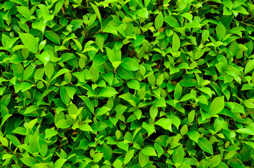 texture of green plant