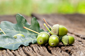 Acorn with leaves