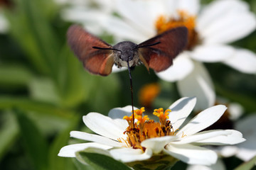 Schmetterling im Flug Frontansicht