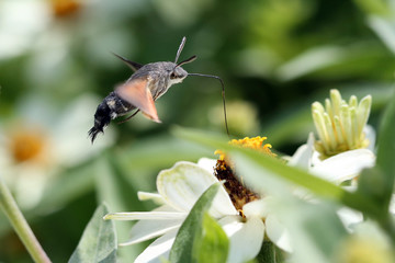 Schmetterling auf Nektarsuche im Flug