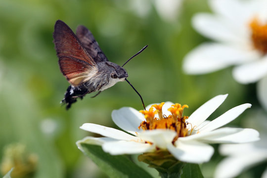 Schmetterling im Anflug auf Blüte