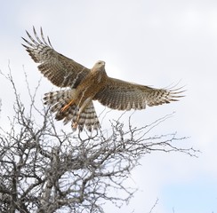 Pale chanting goshawk (Melierax canorus). In flight
