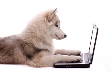 Junghund Husky mit Laptop