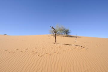Antelope tracks on a desert dune in in the Kalahari