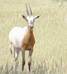 Scimitar horned oryx (Oryx dammah). Juvenile