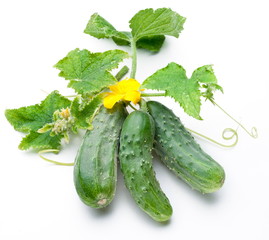 Cucumbers with leaves